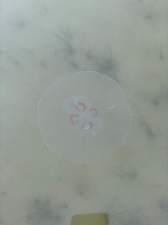 Suvisaaristo-Lauttasaari-Mellstenin uimaranta-ObsJELLY-202209032014-63138bef1d23d.png