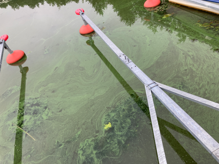 Tuusulanjärvi (21.082.1.001)-Rotarien sinileväseuranta (Kotuntien laituri)-ObsALG-202308220928-64e4555069f5e.png