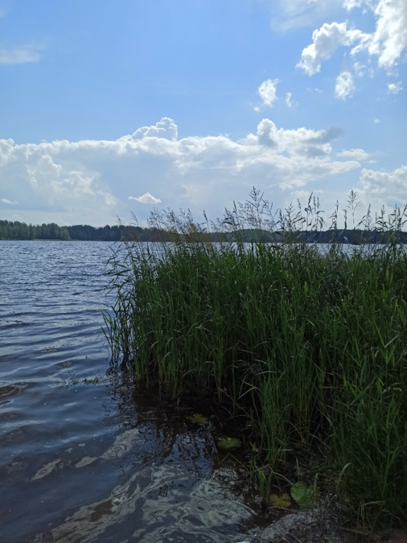 Ukonvesi (Saimaa) (04.151.1.001)-Valtakunnallinen sinileväseuranta (Launialan uimaranta)-ObsIMG-202107071304-60e57ddb3df62.png