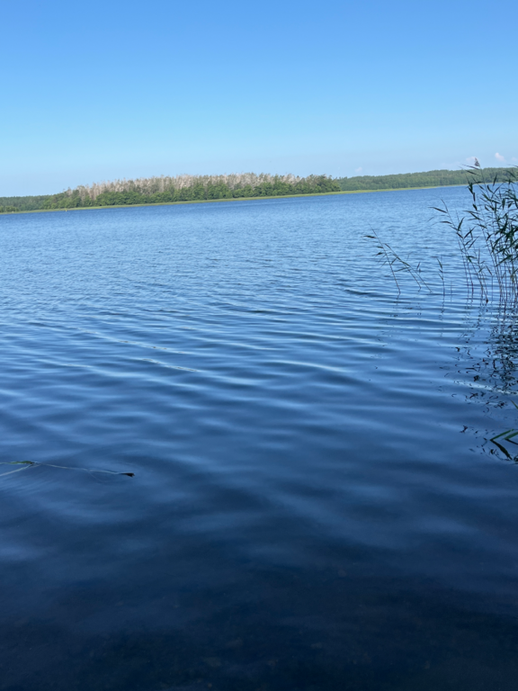 Dragsvik-Rotarien sinileväseuranta (Högholmen)-ObsIMG-202507161009-1752649934220.png