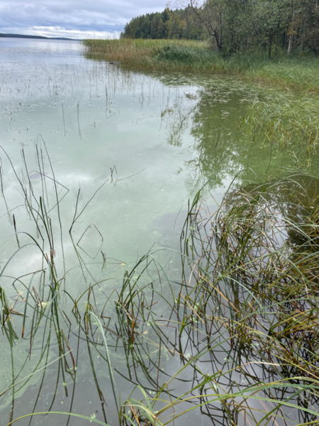 Tiedosto:Kallavesi (yhd.)-Vaajasalo, eteläranta-ObsALG-202309131345-650192fb412a1.png