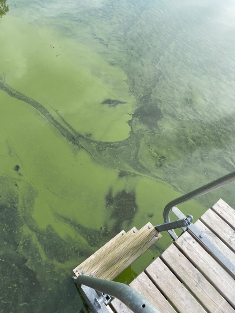 Kustavin pohjoispuolinen ulkosaaristoalue-Kiparluodonviikki, Kustavi-ObsIMG-202507280901-688712e64faa8.png