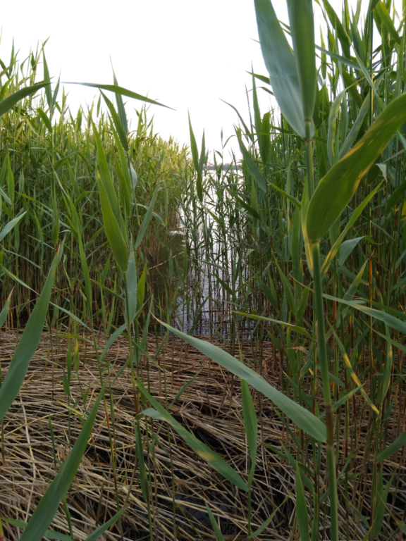 Seurasaari-Rotarien sinileväseuranta (Laajalahti, Munkkiniemenranta)-ObsALG-202306142137-648a18f8e9992.png