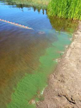 Ukonvesi (Saimaa) (04.151.1.001)-Valtakunnallinen sinileväseuranta (Launialan uimaranta)-ObsIMG-202507020943-1751438758124.png