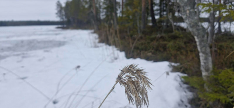 Tiedosto:Iso-Pöyliö (74.022.1.011)-Pöyliönsaari-ObsIMG-202604051231-1775410655499.png