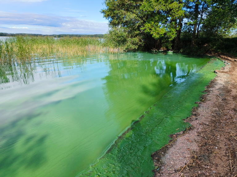 Pyhäjärvi (16.003.1.001)-Pyykkiniekan uimaranta-ObsIMG-202508120959-1754982067540.png
