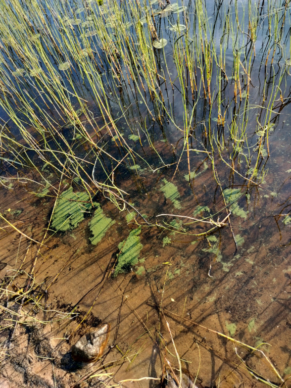 Rytinkijärvi (61.522.1.001)-Valtakunnallinen sinileväseuranta (Rytinkisalmi)-ObsIMG-202509020838-1756791593412.png