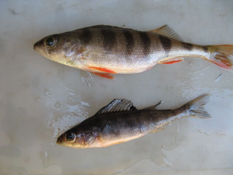 Ahvenia, alempi on siniväritteinen.JPG