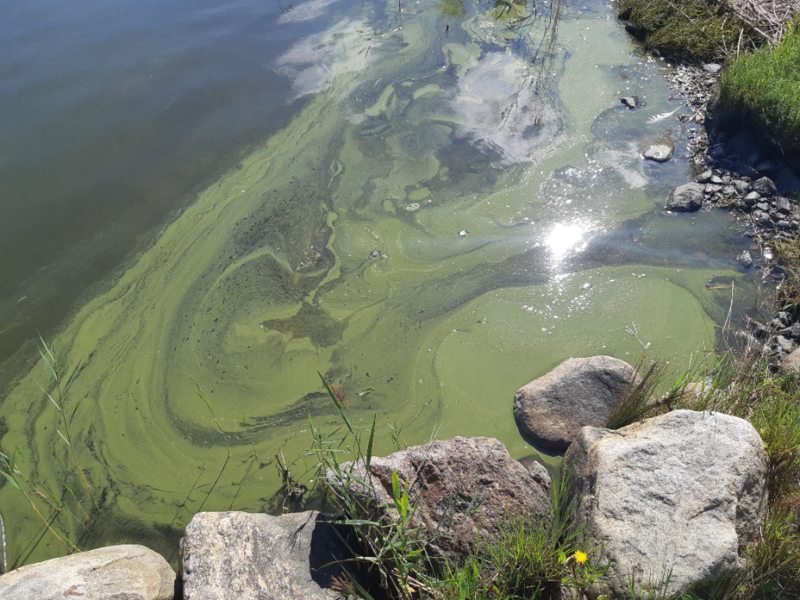 Tiedosto:Bergöfjärden-Marastäinan -ObsALG-202208141510-62f9c7fb8115c.png