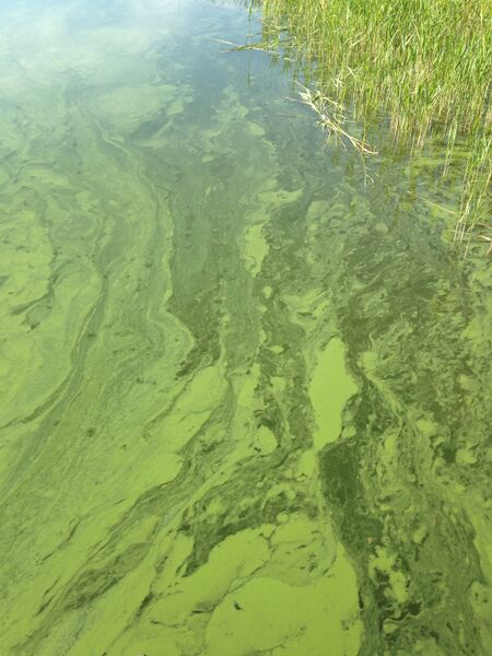 Tiedosto:Hakkenpää - Tuulvesi-Ruissaaren aukko-ObsIMG-201806171413-44.jpg