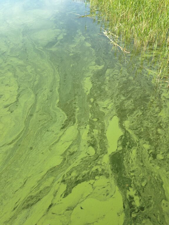 Hakkenpää - Tuulvesi-Ruissaaren aukko-ObsIMG-201806171413-44.jpg