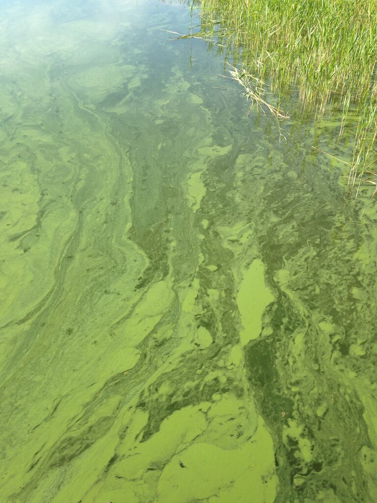 Hakkenpää - Tuulvesi-Ruissaaren aukko-ObsIMG-201806171413-44.jpg