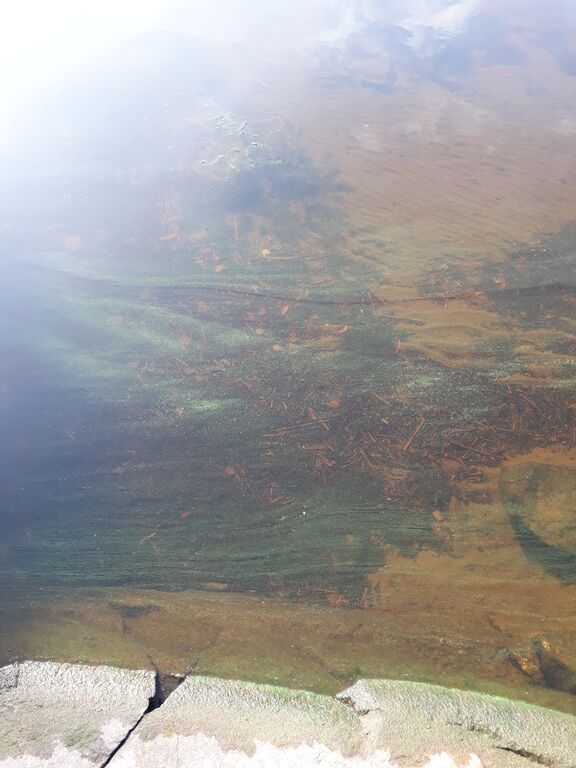 Kallavesi (yhd.)-Vaajasalo, eteläkärki-ObsIMG-201909251342-25.jpg