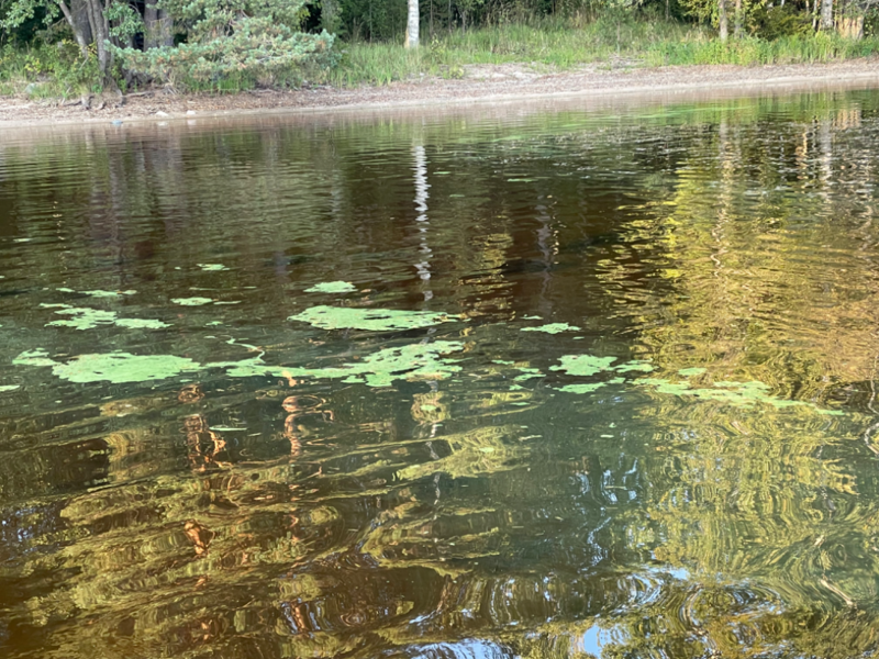 Tiedosto:Kallavesi (yhd.)-Vaajasalo, eteläranta-ObsALG-202309151820-6504793b155d1.png