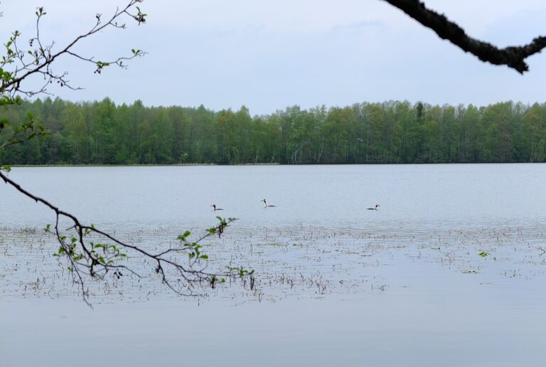 Kirkkojarvi Kangasala 4.jpg