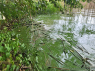 Kyläjärvi (35.781.1.004)/Järventausta