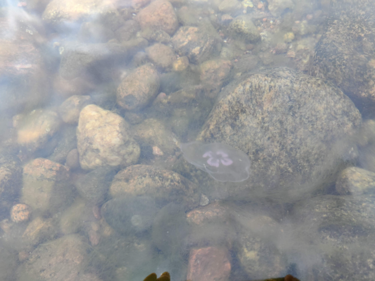 Porkkala itä-Stora Brändö-ObsJELLY-202408062057-66b66ef7d25e4.png