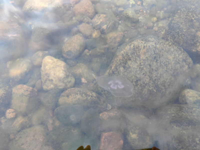 Tiedosto:Porkkala itä-Stora Brändö-ObsJELLY-202408062057-66b66ef7d25e4.png