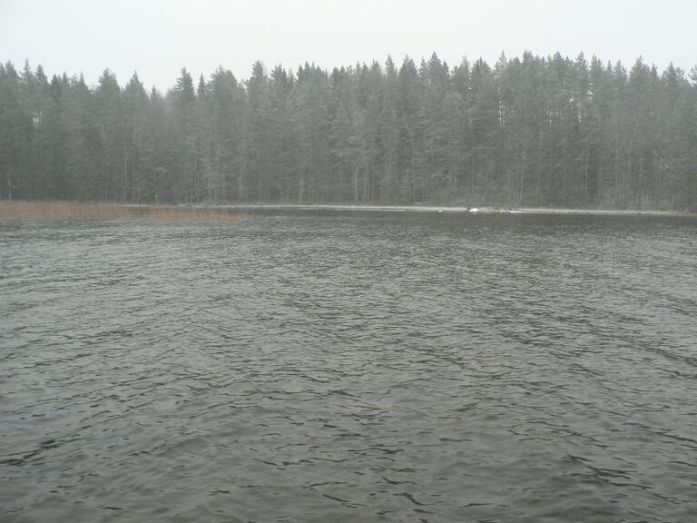 Kapustalahti Kiermisaari.JPG