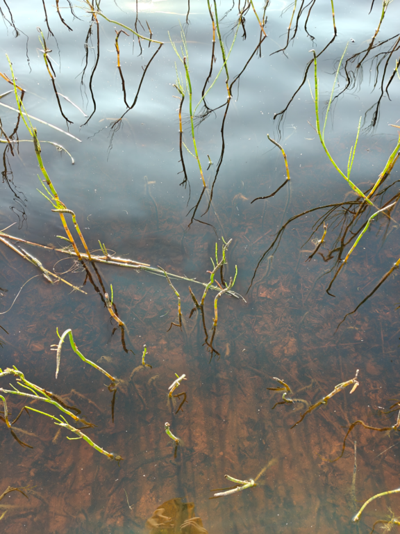 Rytinkijärvi (61.522.1.001)-Valtakunnallinen sinileväseuranta (Rytinkisalmi)-ObsIMG-202507290736-1753763840522.png