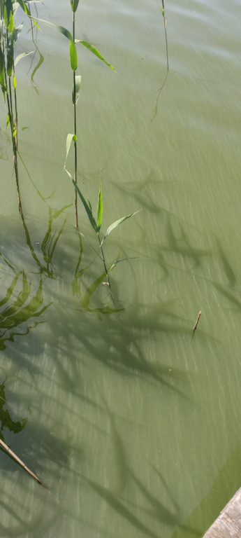Savijärvi (81.043.1.002)-Valtakunnallinen sinileväseuranta-ObsALG-202306201054-64915b716ff9a.png