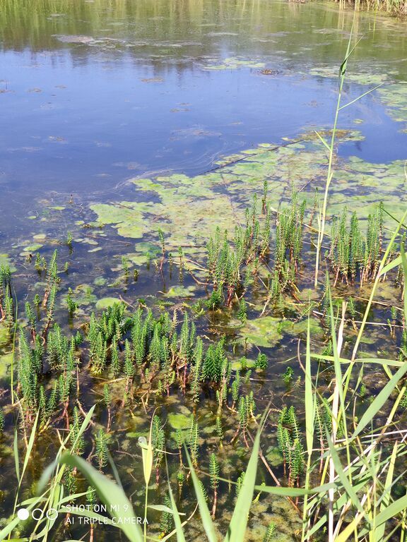 Sundomin sisäsaaristo-älskärin huvilatie-ObsALG-201907202125-26.jpg