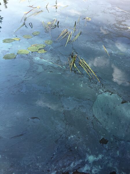 Tiedosto:Veckjärvi (17.004.1.001)-Hasselholman uimaranta-ObsALG-201808010956-86.jpeg