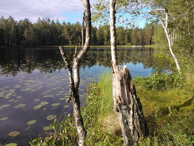 Bergträsk eteläranta.jpg