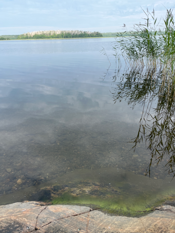 Dragsvik-Rotarien sinileväseuranta (Högholmen)-ObsIMG-202507230900-1753250555803.png