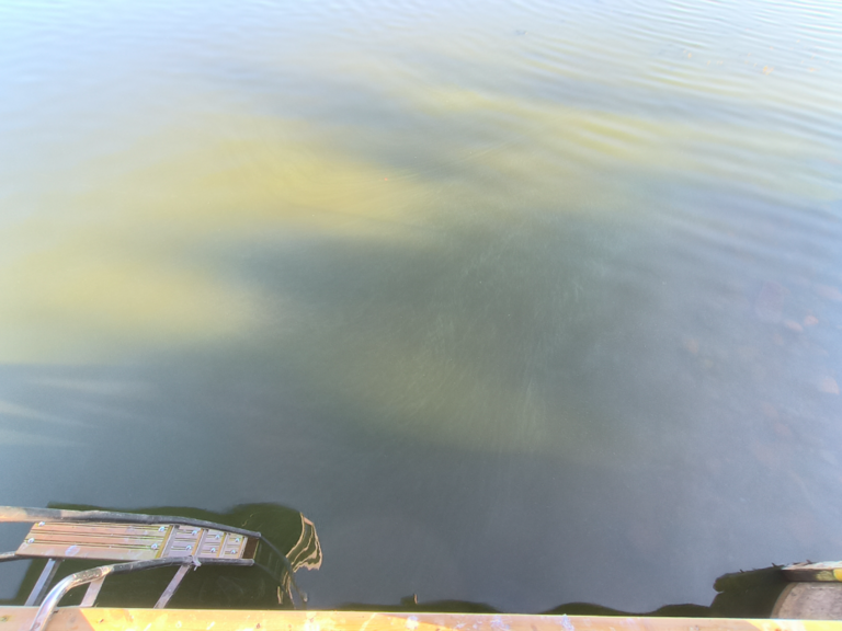 Köyliönjärvi (34.054.1.001)-Valtakunnallinen sinileväseuranta (Yttilän Otta)-ObsALG-202408060831-66b1b549ba578.png