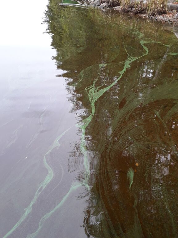 Kallavesi (yhd.)-Matkussaari-ObsIMG-201909210900-13.jpg