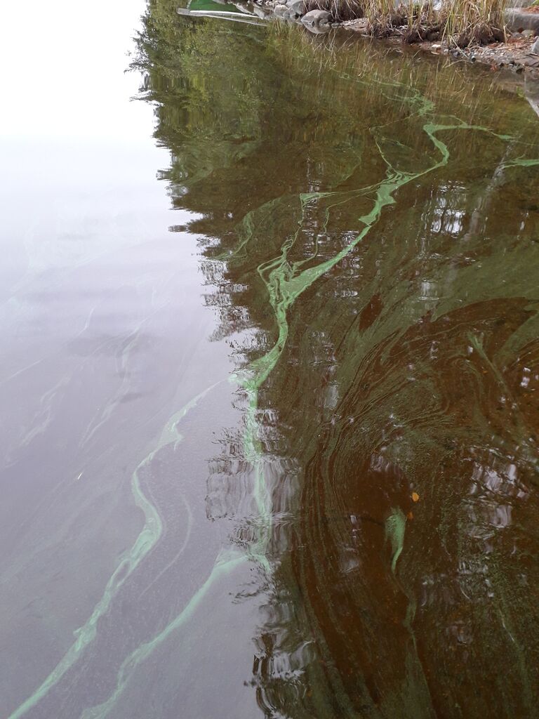 Kallavesi (yhd.)-Matkussaari-ObsIMG-201909210900-13.jpg