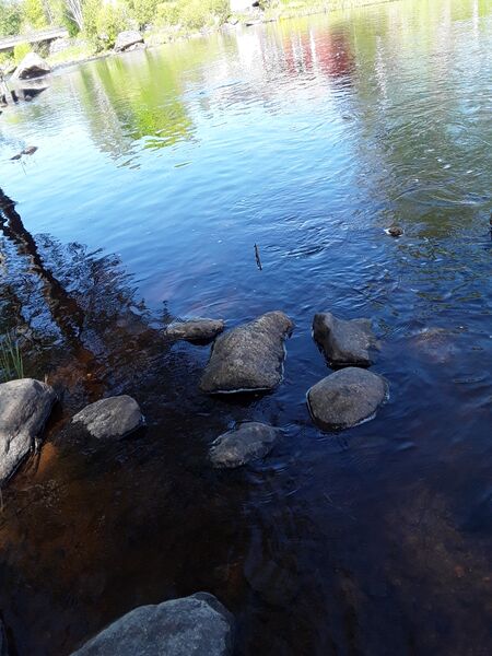 Tiedosto:Merikarvianjoen suualue (36.011)-Holmankoski-ObsIMG-201805211147-1.jpg