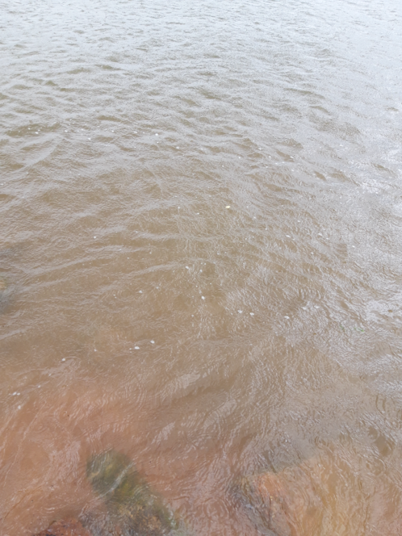 Pyhäjärvi (34.031.1.001)-Valtakunnallinen sinileväseuranta (Katismaan uimaranta)-ObsALG-202207051503-62c428c767ba4.png