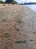 Raahen edusta/Valtakunnallinen sinileväseuranta (Pikkulahti, uimaranta)