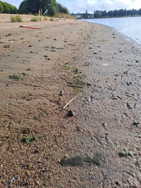 Tiedosto:Raahen edusta-Valtakunnallinen sinileväseuranta (Pikkulahti, uimaranta)-ObsTRASH-202508260845-1756216355265.png