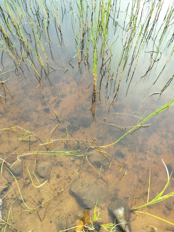 Rytinkijärvi (61.522.1.001)-Valtakunnallinen sinileväseuranta (Rytinkisalmi)-ObsIMG-202508260922-1756189399534.png