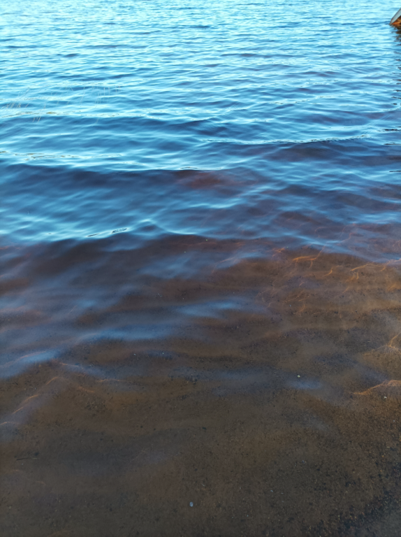 Evijärvi (47.021.1.001)-Valtakunnallinen sinileväseuranta (Sillankorvan leirintäalue)-ObsALG-202108311007-612dd5660dc2c.png