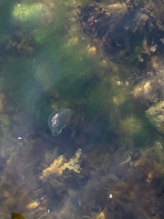 Havainto-Parainen Iniö Keistiö-ObsJELLY-202210021548-633989aae5799.png