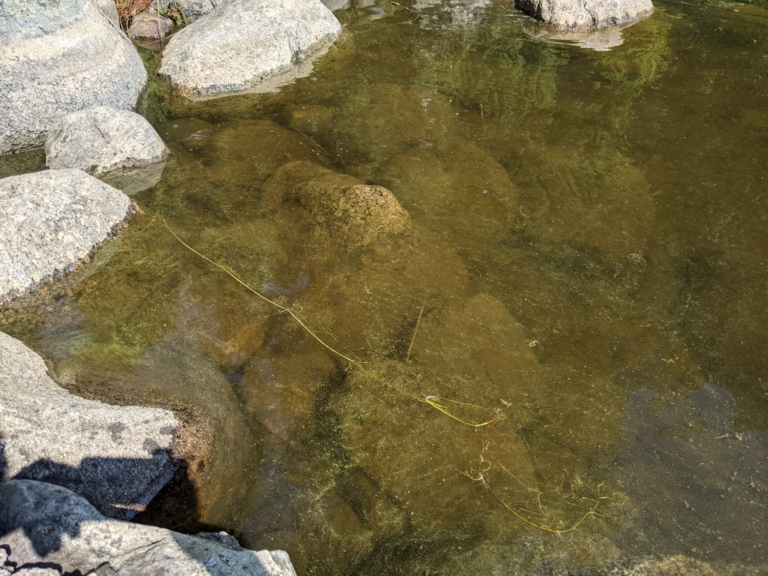 Iso-Roine (35.773.1.001)-Niemi-ObsALG-202107141212-60eeaaf351d94.png