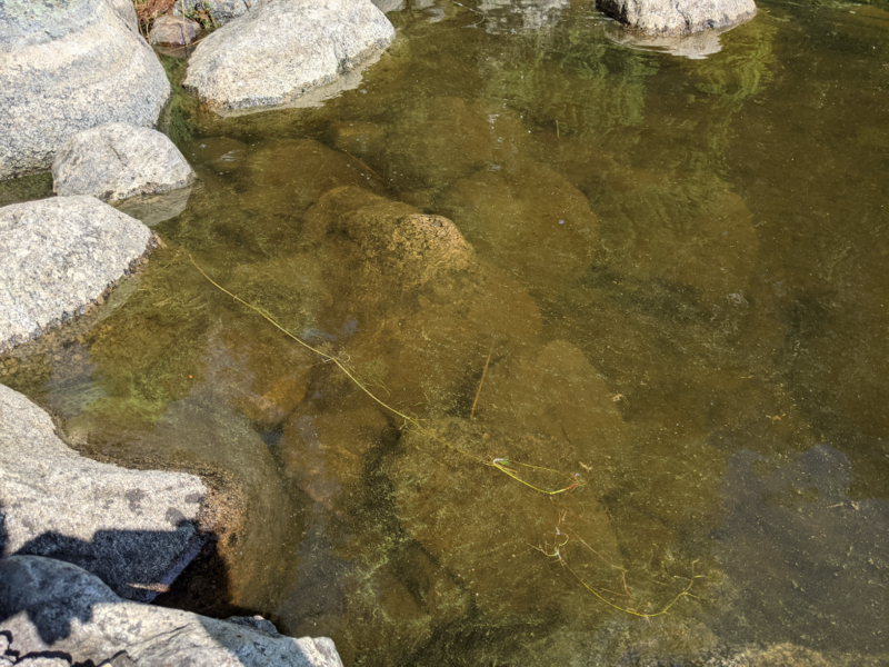 Tiedosto:Iso-Roine (35.773.1.001)-Niemi-ObsALG-202107141212-60eeaaf351d94.png