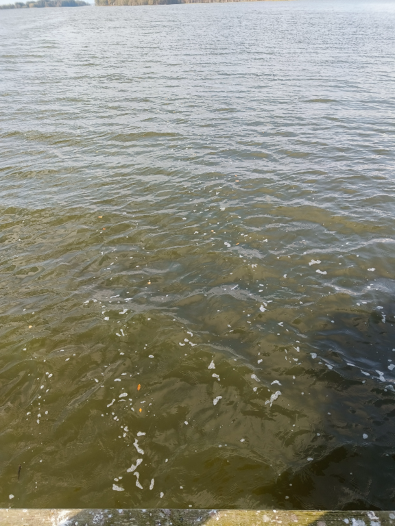 Köyliönjärvi (34.054.1.001)-Valtakunnallinen sinileväseuranta (Yttilän Otta)-ObsALG-202409241513-66f2ad29c2701.png