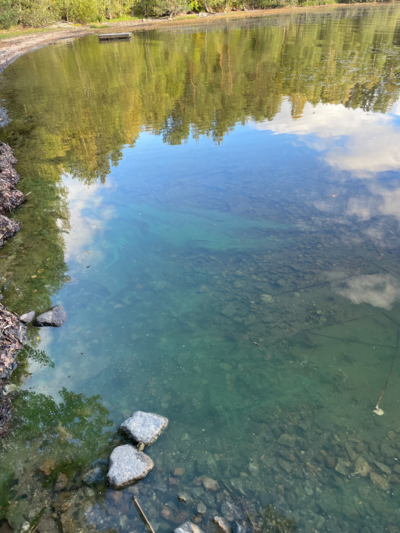 Kallavesi (yhd.)-Vaajasalo, eteläranta-ObsALG-202509251641-68d547261da20.png