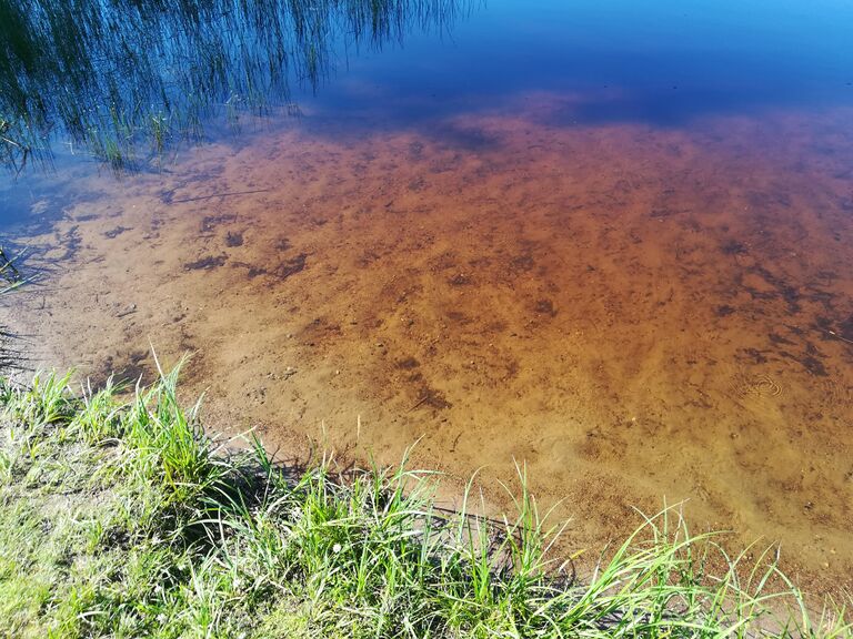 Onkivesi (04.511.1.001)-Valtakunnallinen sinileväseuranta-ObsIMG-201807180940-96.jpg