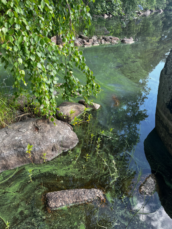 Puula (14.923.1.001)-Käenpesä-ObsALG-202506281425-1751110180041.png