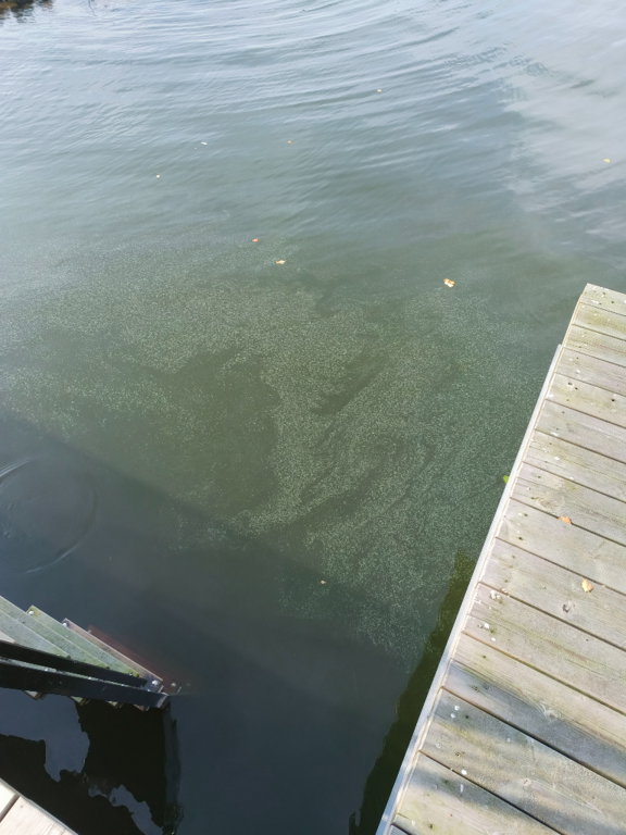 Pyhäjärvi (34.031.1.001)-Valtakunnallinen sinileväseuranta (Katismaan uimaranta)-ObsALG-202409241441-66f2a58121269.png