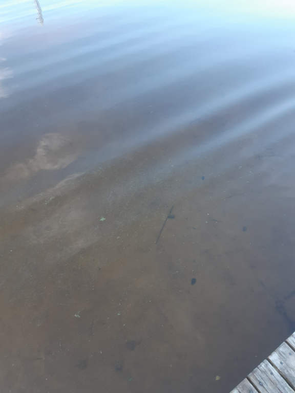 Tuomiojärvi (14.291.1.002)-Valtakunnallinen sinileväseuranta-ObsALG-202507020828-1751434243405.png