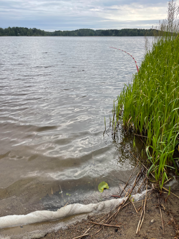 Ukonvesi (Saimaa) (04.151.1.001)-Valtakunnallinen sinileväseuranta (Launialan uimaranta)-ObsIMG-202308160926-64dc6bad0704e.png