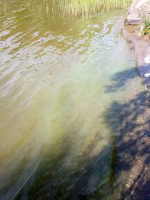 Jalanti (35.281.1.002)-Vuoltee-ObsIMG-201908251137-10.jpg