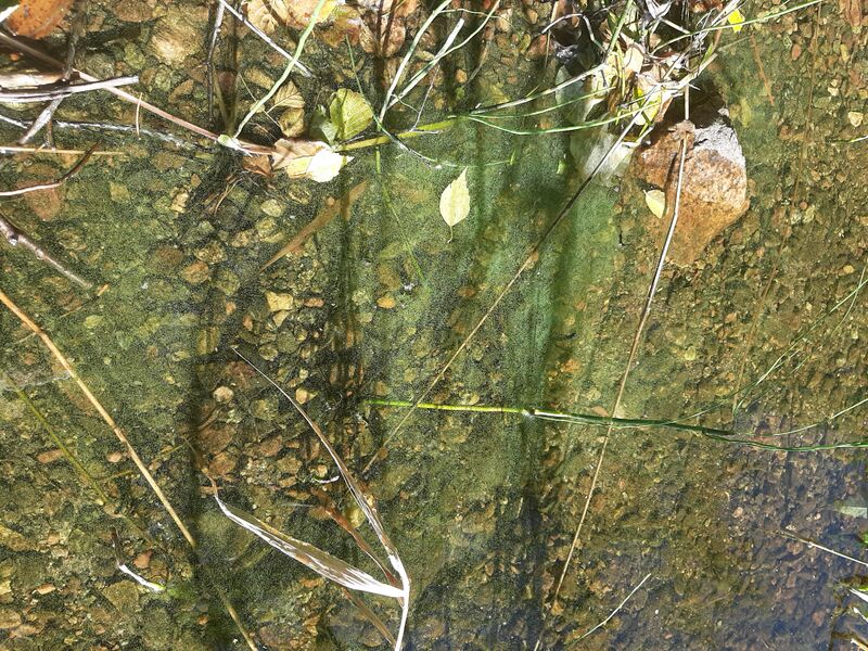 Tiedosto:Kuoksenjärvi (35.764.1.020)-Kylmälahti, Piippalan ranta-ObsIMG-202008081835-93.jpg